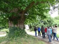 Arbre remarquable chêne