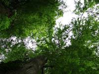 Arbre remarquable au pays de Locminé-Saint Jean-Brevelay