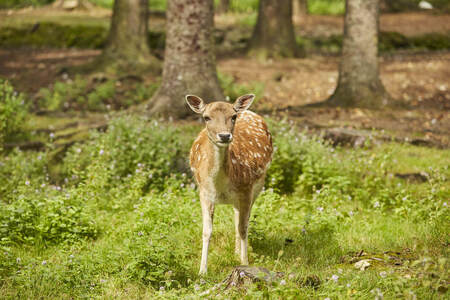 cerf base de loisirs coetdan evellys naizin ©A. Lamoureux