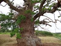 Arbre remarquable Chêne Le Reste Bignan