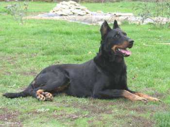 impa_Beauceron.jpg