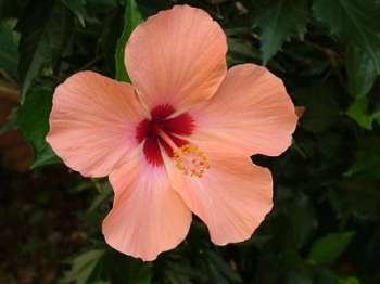 impa_hibiscus-pixabay-libre-de-droit.jpg