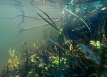 impa_milieu-aquatique.PNG