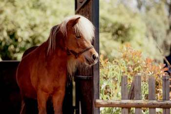 impa_poney-laura-adai.jpg