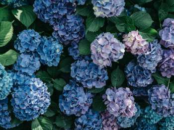 impa_tunafish-M-EXwFJVQf4-unsplash-1-.jpg