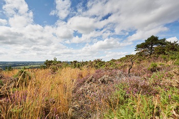 Landes de Lanvaux vignette